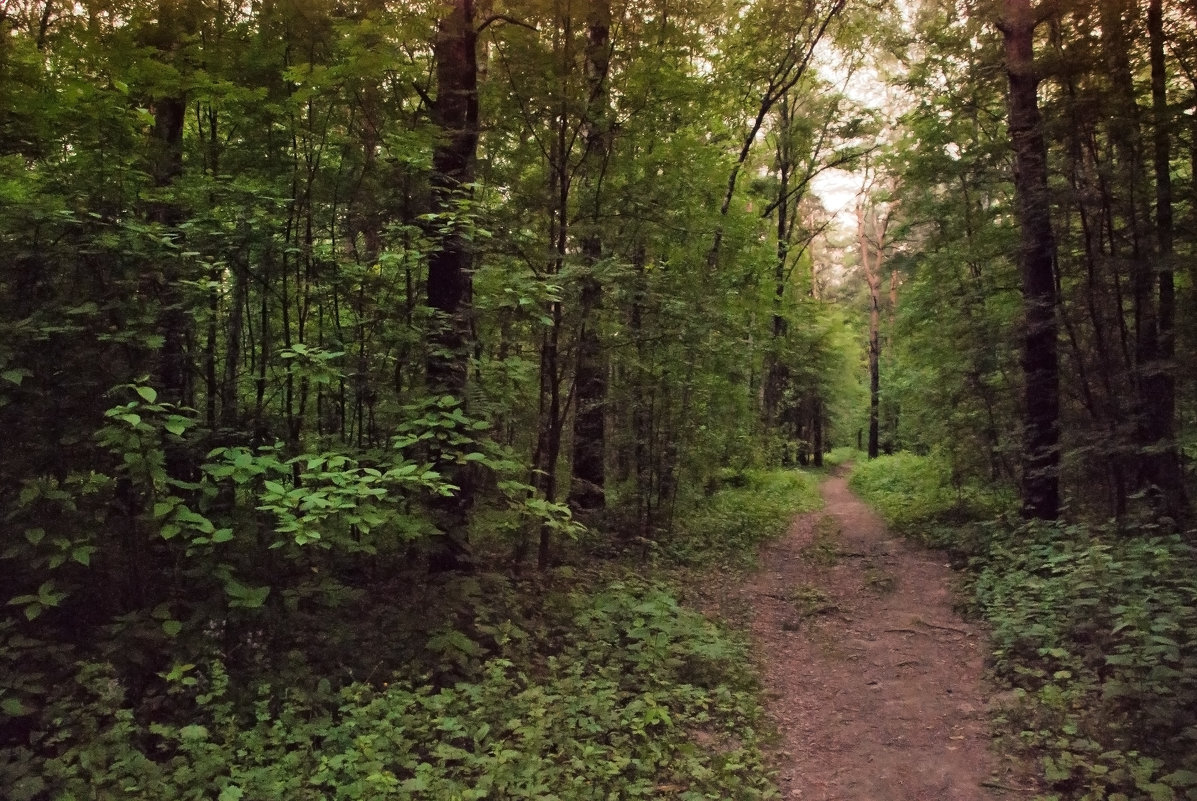 прогулка в лесу - Денис Масленников