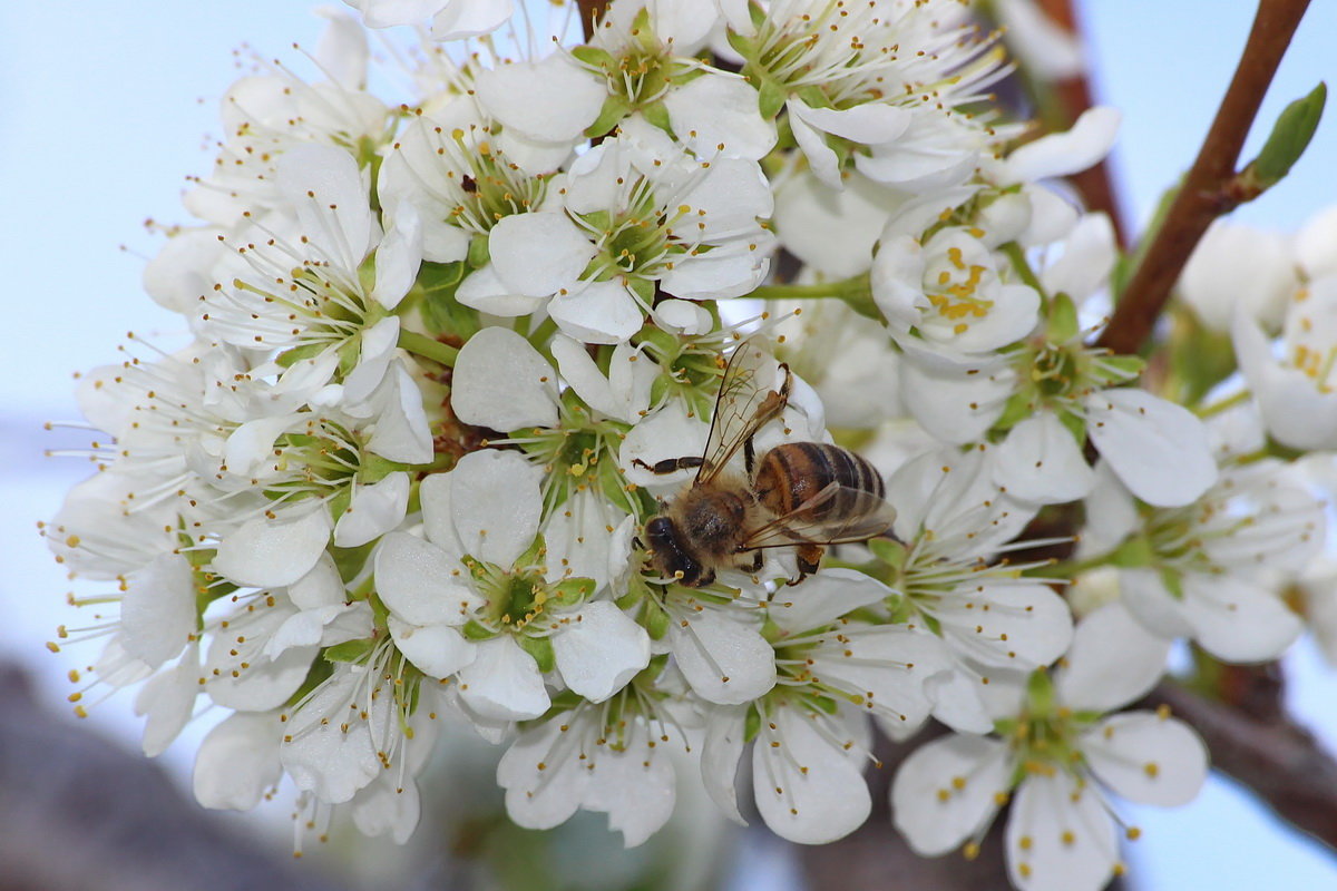 Пчела на сборе рябинового нектара - Александр Рождественский