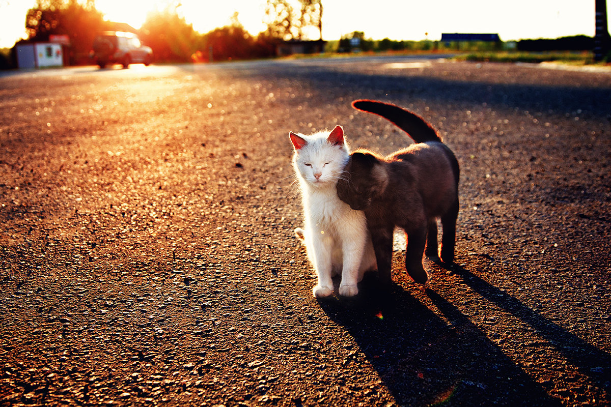 Картинки кот белый кот черный