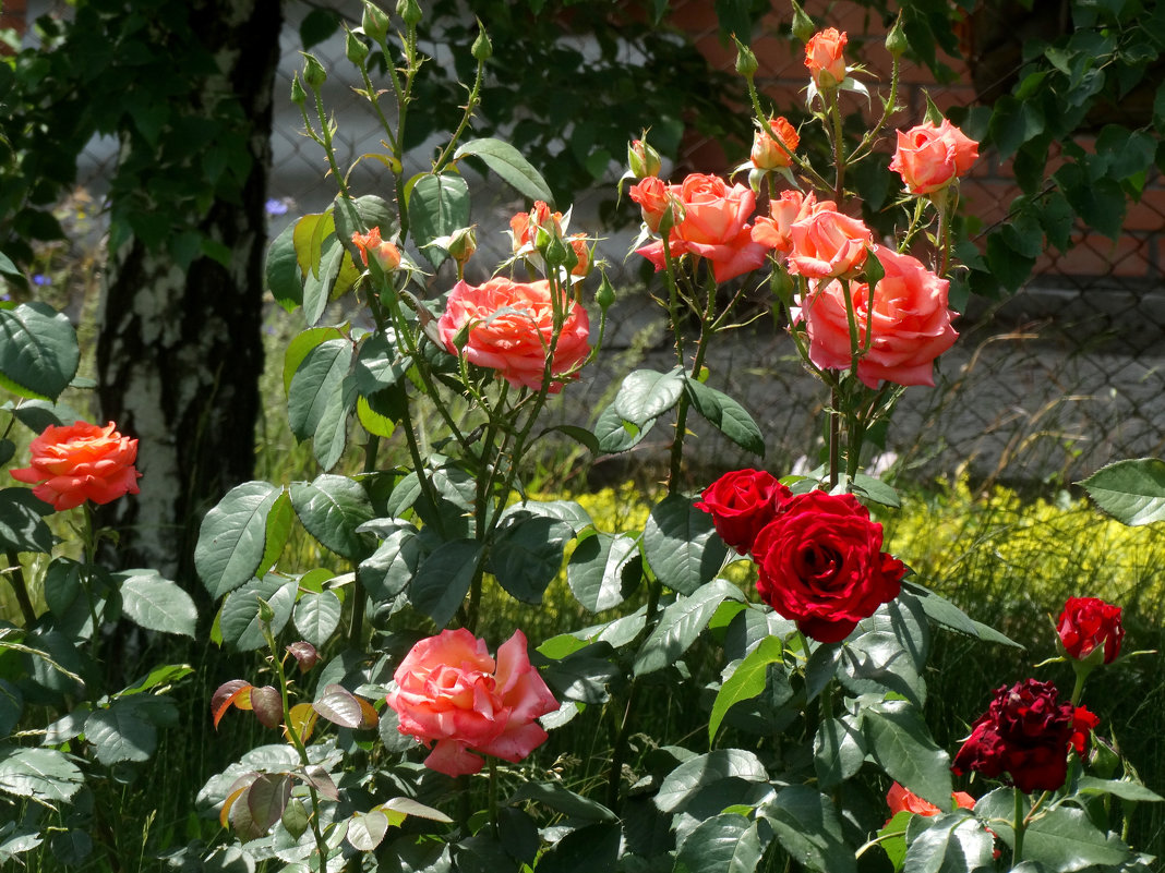 Июнь,розы в саду... - Тамара (st.tamara)