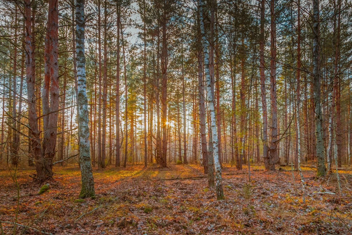Осенний лес - Алексей 