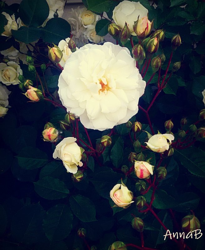 Белые розы - Анна Y-Blare