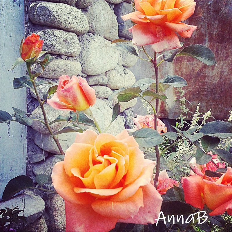 Розы - Анна Y-Blare