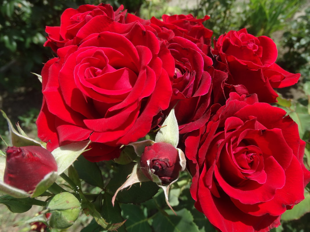 Красные розы прекрасны... - Тамара (st.tamara)