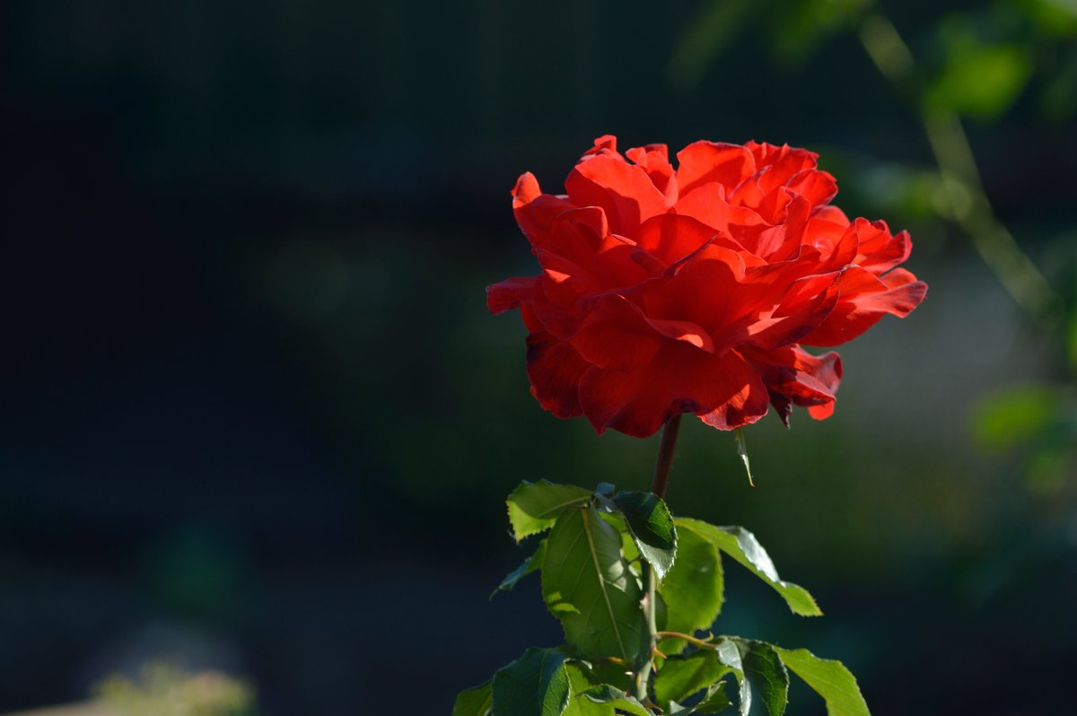 Красная роза - Виталий Воронков