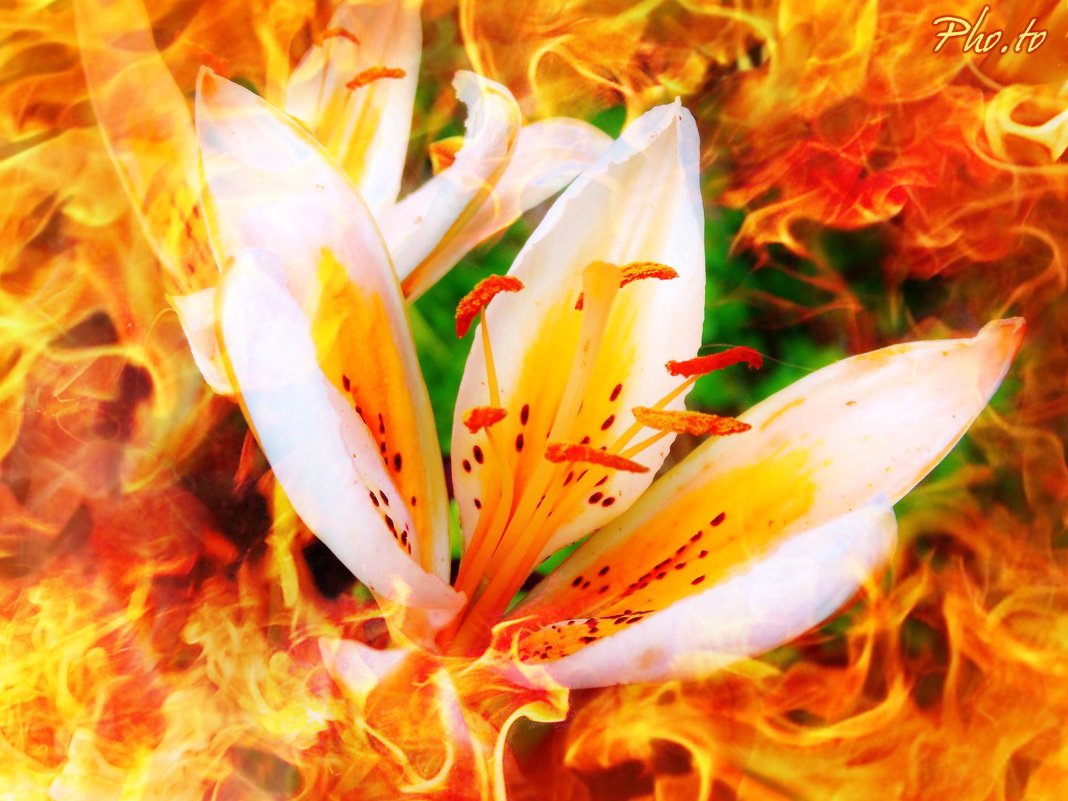 Огненный цветок - Светлана Лысенко