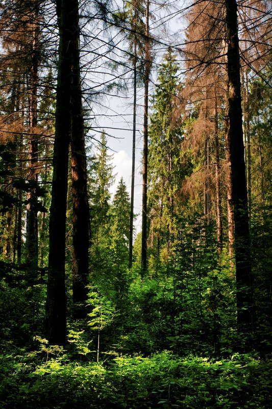 Утро в лесу - Alex SkomoroX
