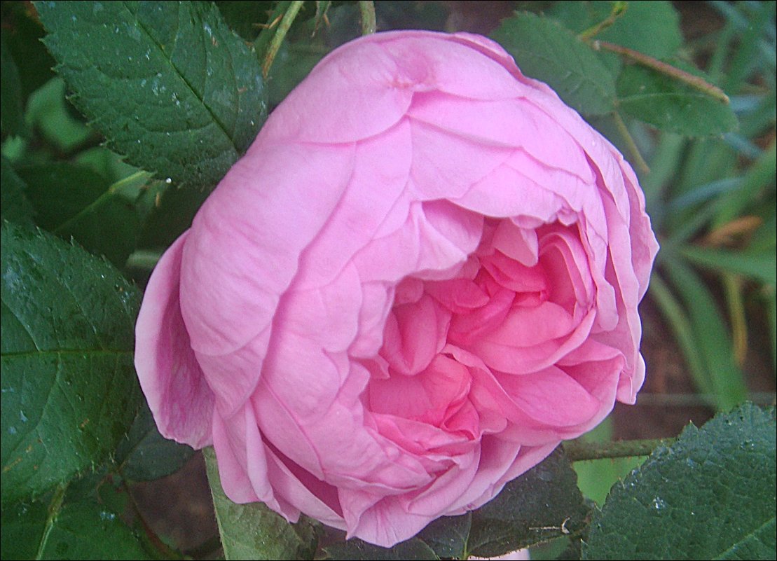 Розовая прелесть июня - Нина Корешкова