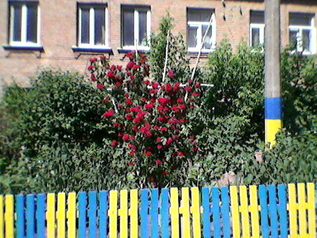 Цветущая Украина - Миша Любчик