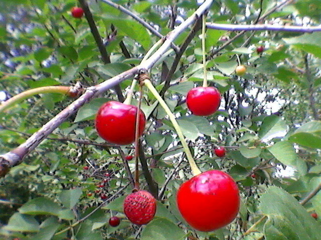 Созрели вишни в моём саду!... - Миша Любчик