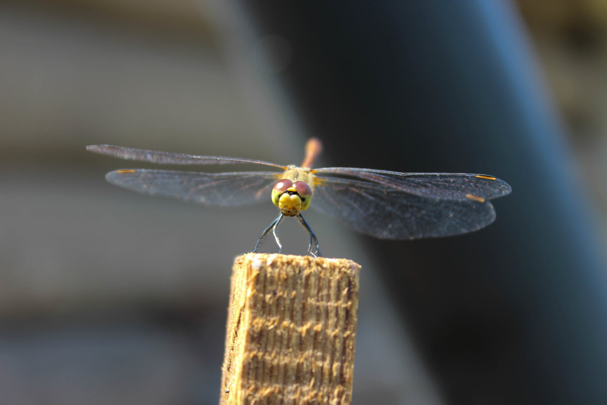 dragonfly - Darya Karnaeva