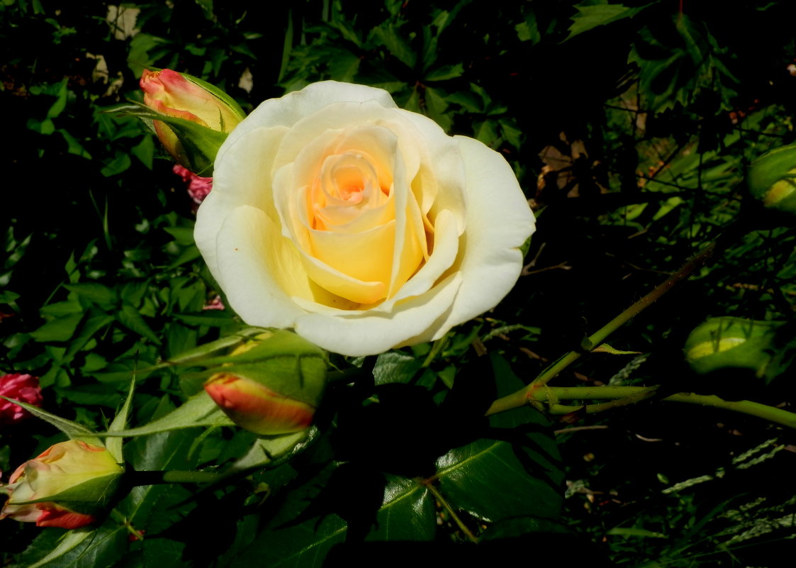 роза - неля  тулузова 