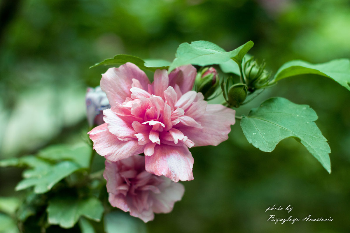 Цветок - Анастасия Безуглая