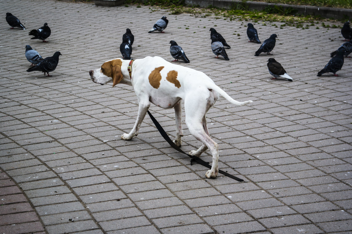 Собака и голуби - Aнна Зарубина