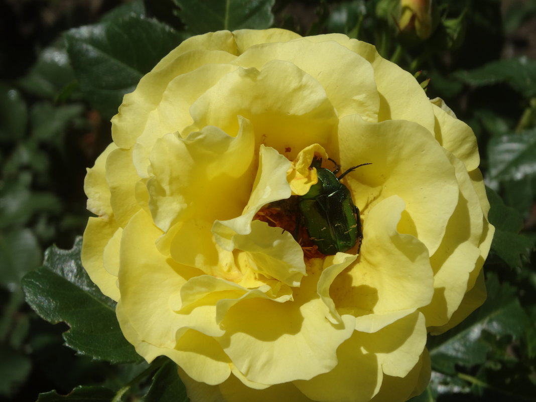 Жёлтая роза с жуком... - Тамара (st.tamara)