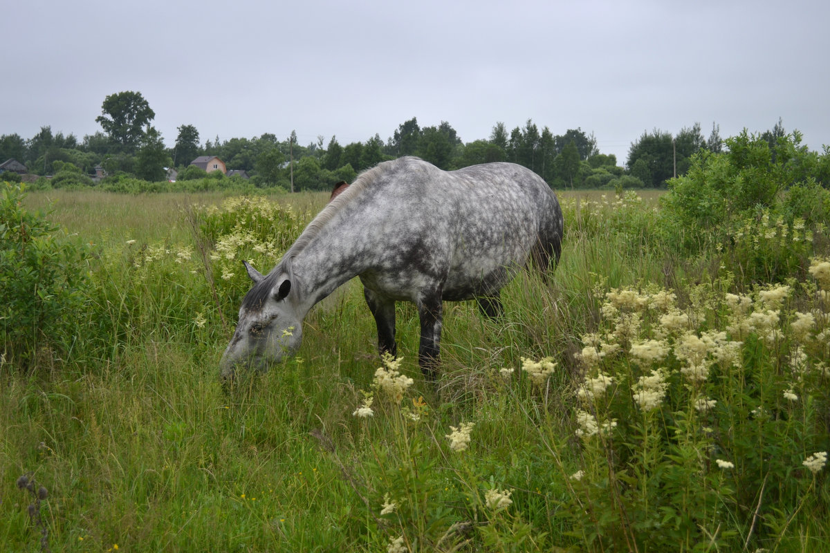 Серый конь возле цветущего лабазника - Елена Глебова