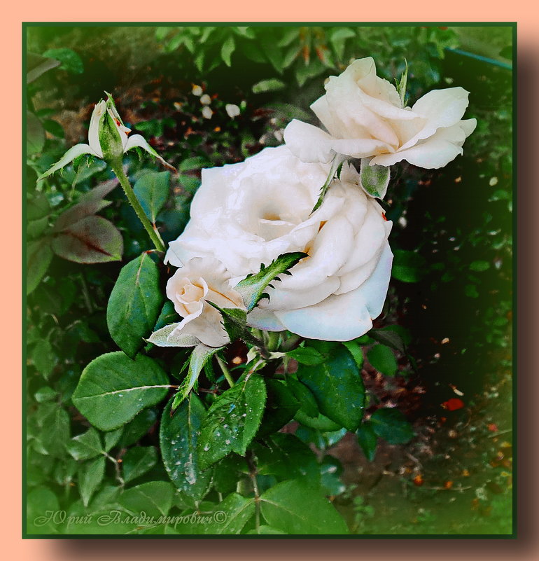 Белая роза-роза любви!!! - Юрий Владимирович