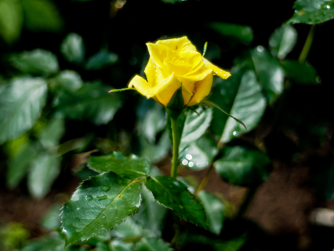 Желтая роза - Андрей Зайцев