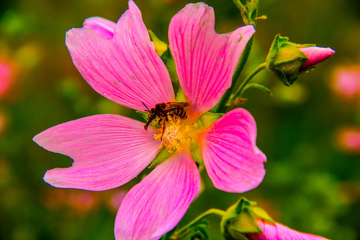Пчелка - Anastasia Silver