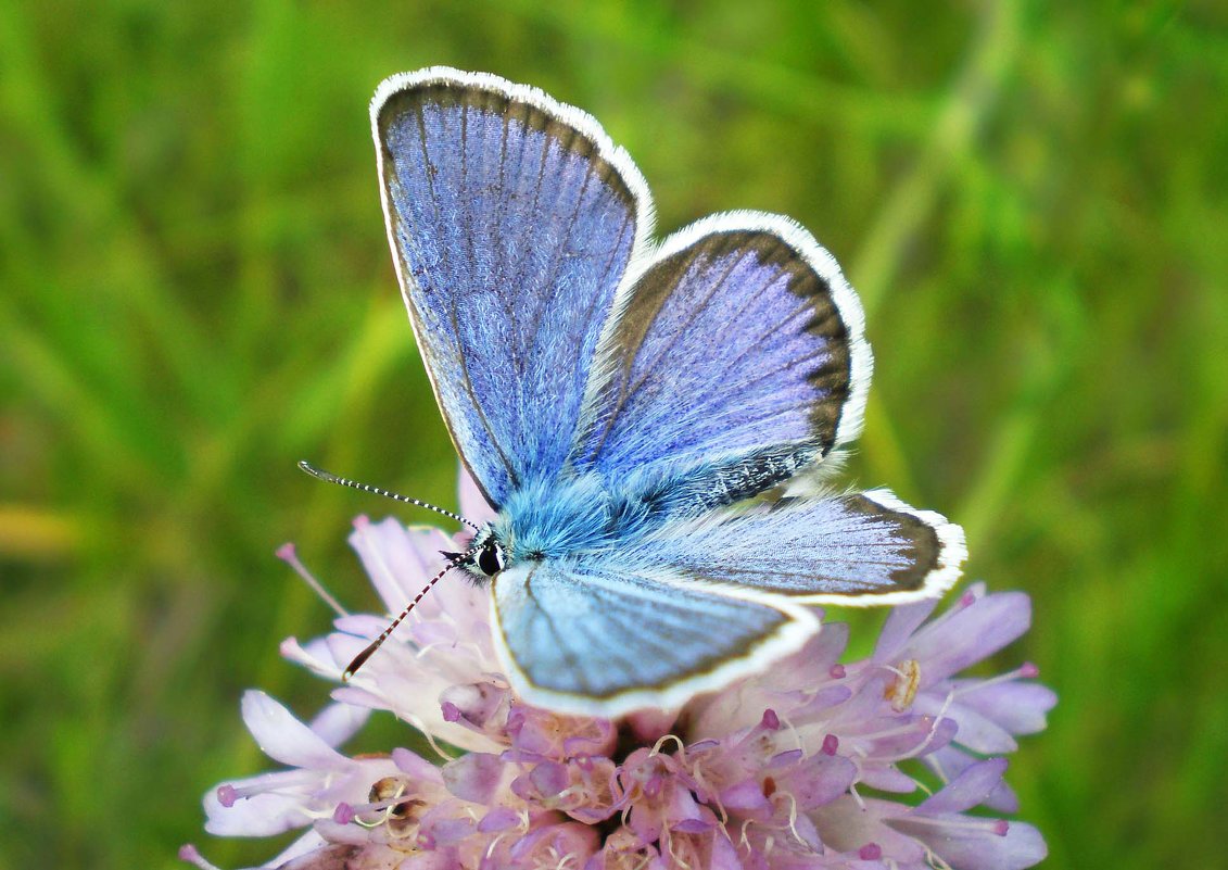 Бабочка Голубянка - Эля Юрасова