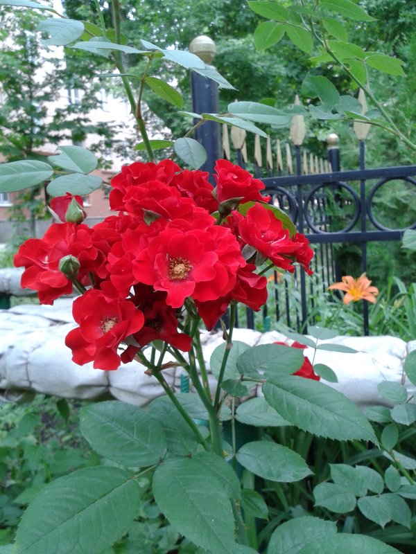 Красная роза - Марина Мамзина (Калета)