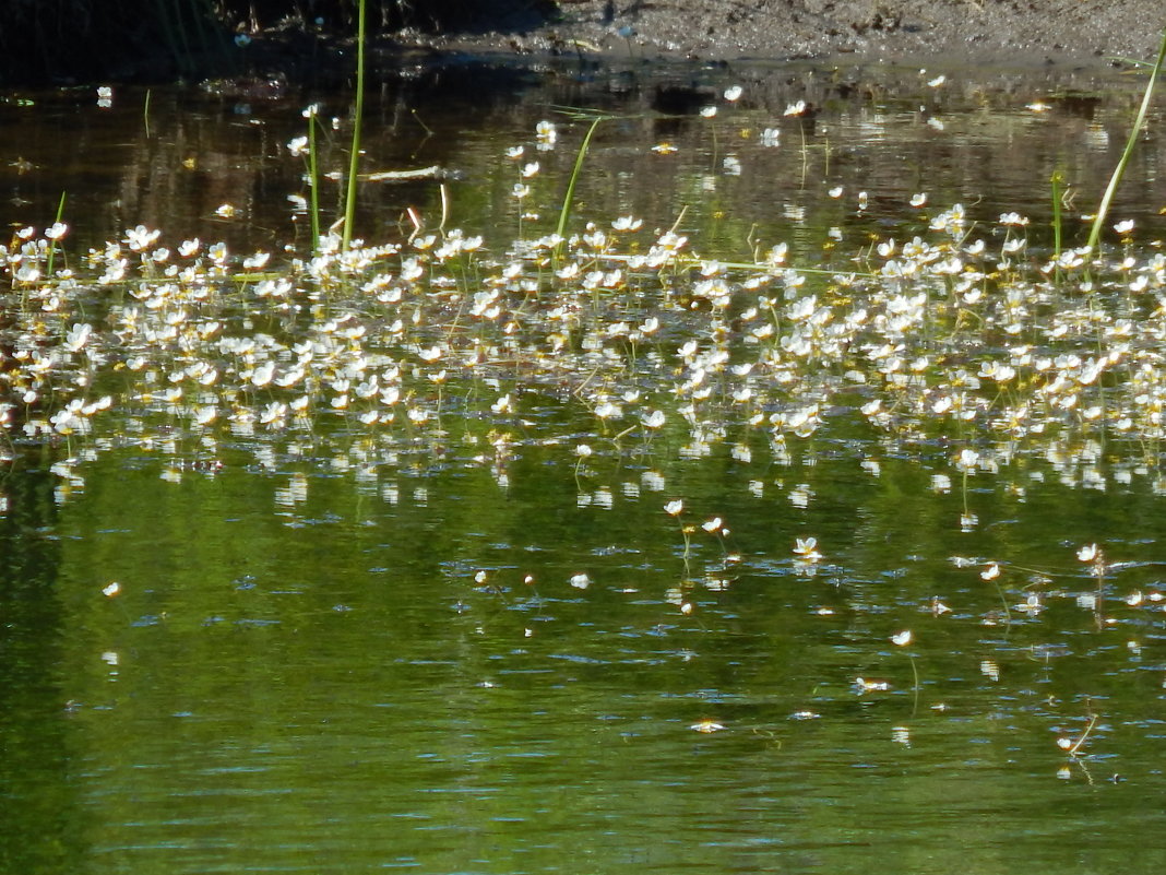 пруд с цветами - linnud 