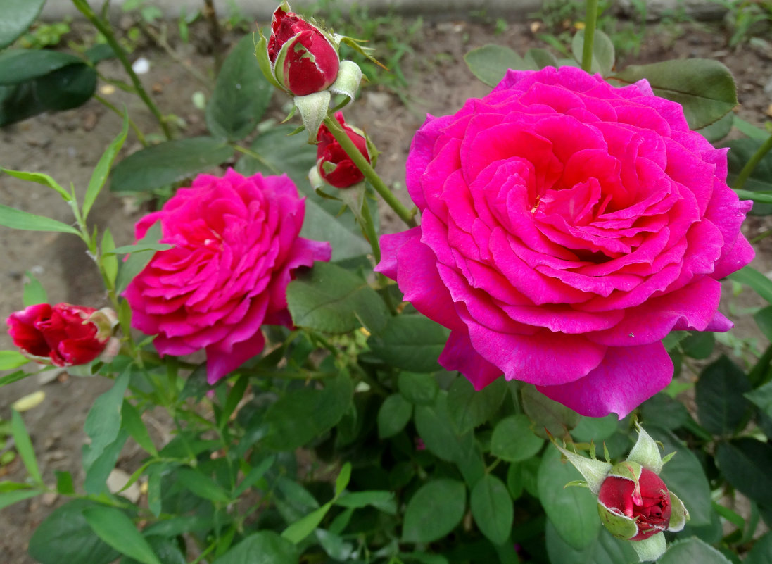 Июльские розы... - Тамара (st.tamara)