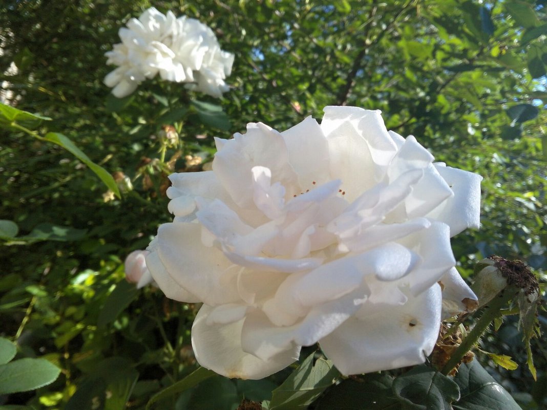 Белая роза - Анастасия Орлова