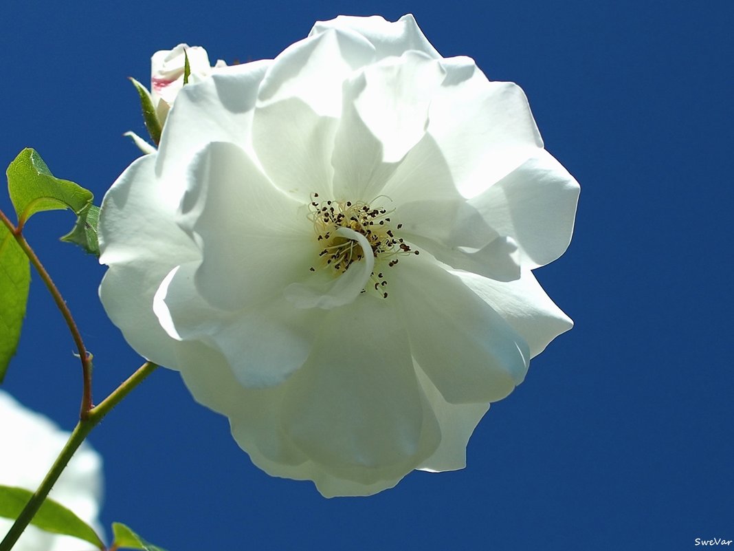 Rosa floribunda" Iseberg" - wea *