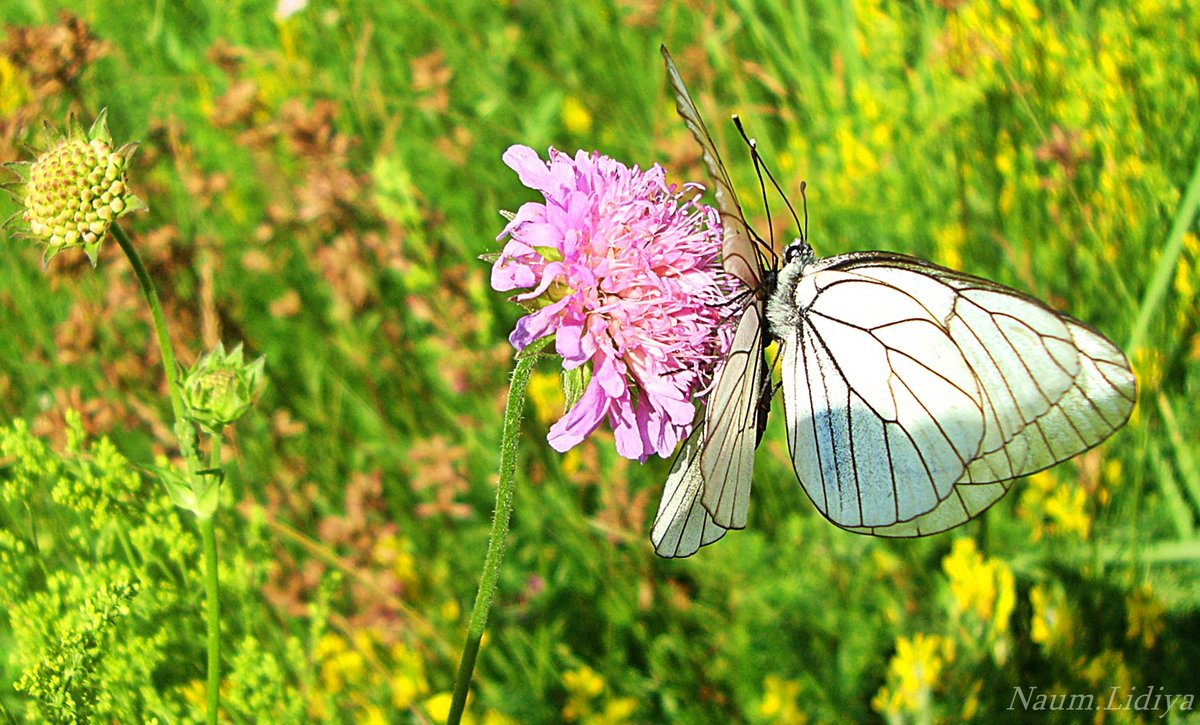 Бабочки - Лидия (naum.lidiya)