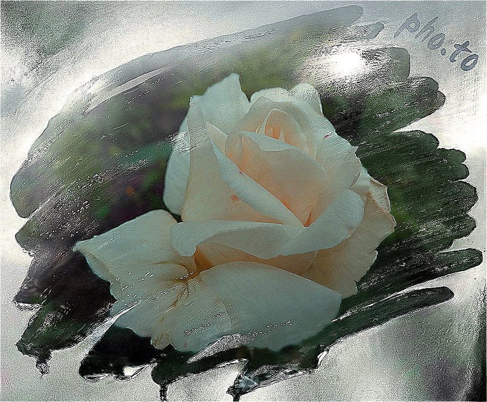 Белая роза - Светлана Лысенко