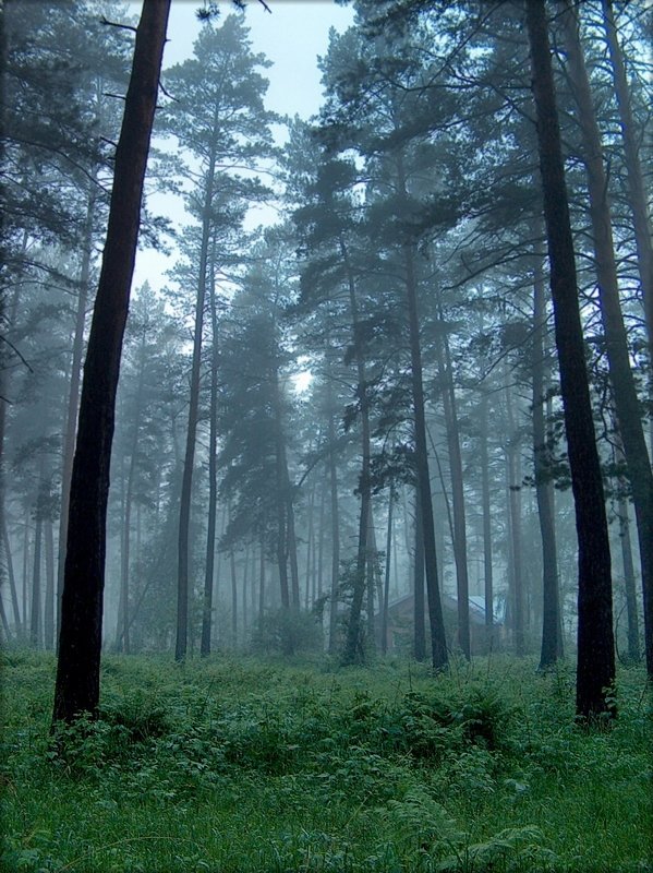 Вечер в лесу - Виктор Четошников