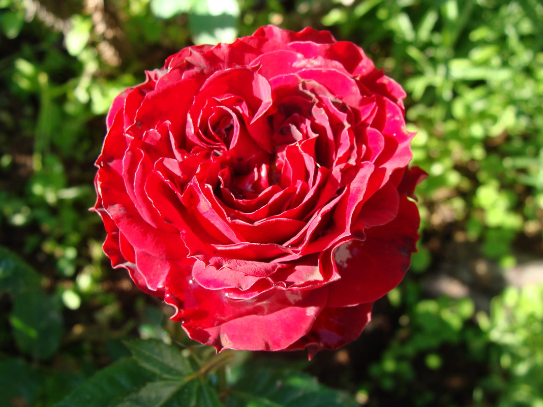 Роза мини - laana laadas