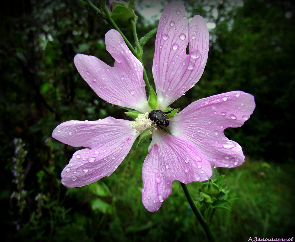 На цветке просвирника лесного - Андрей Заломленков