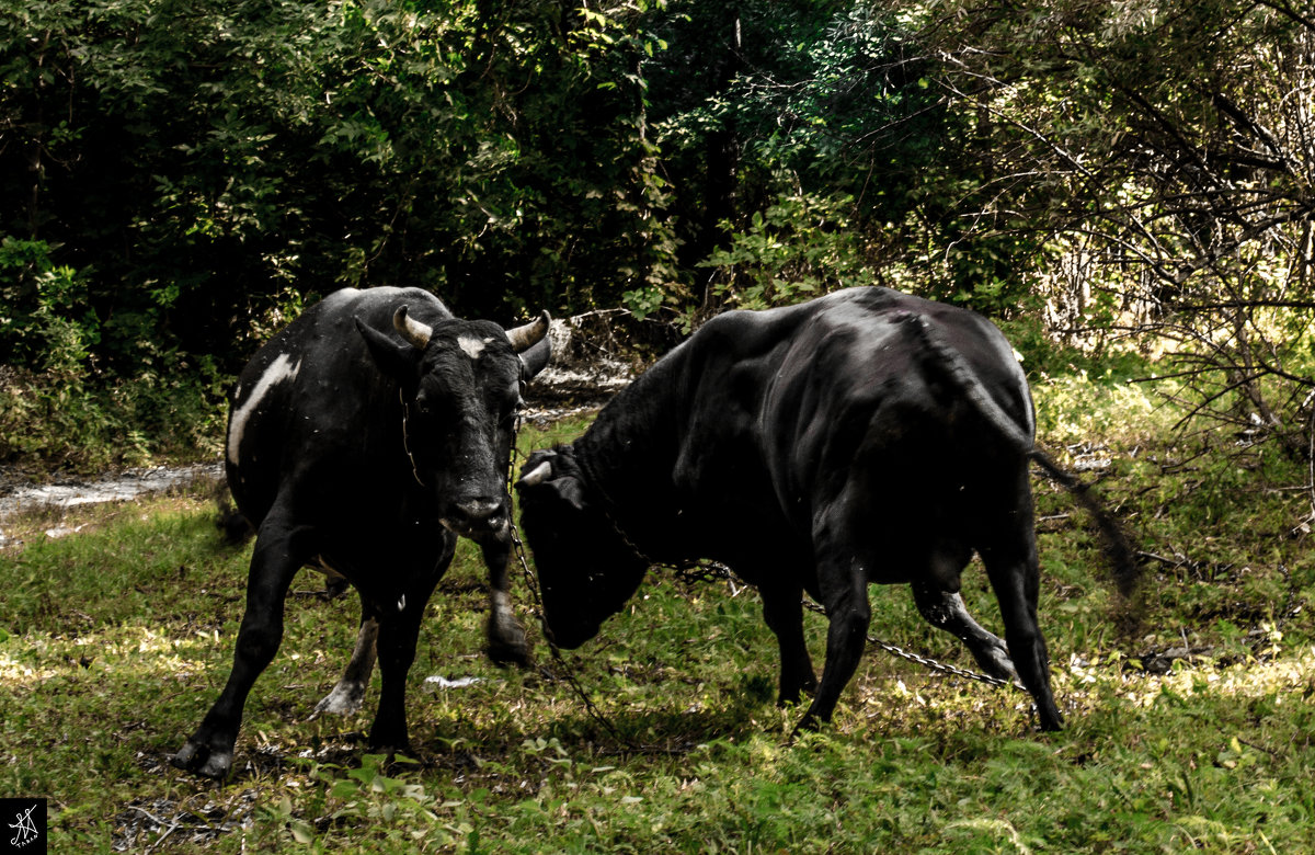 black bull challenge - Николай Таран 