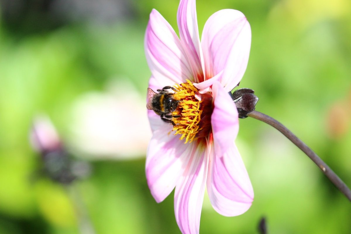 "Раз пчела в тёплый день весной, свой пчелиный покинув рой..."© - Мария Синельникова