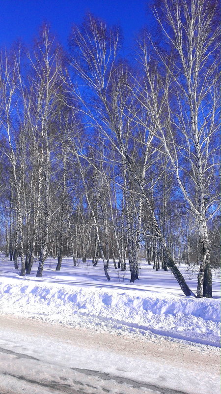 зимний лес - olga 
