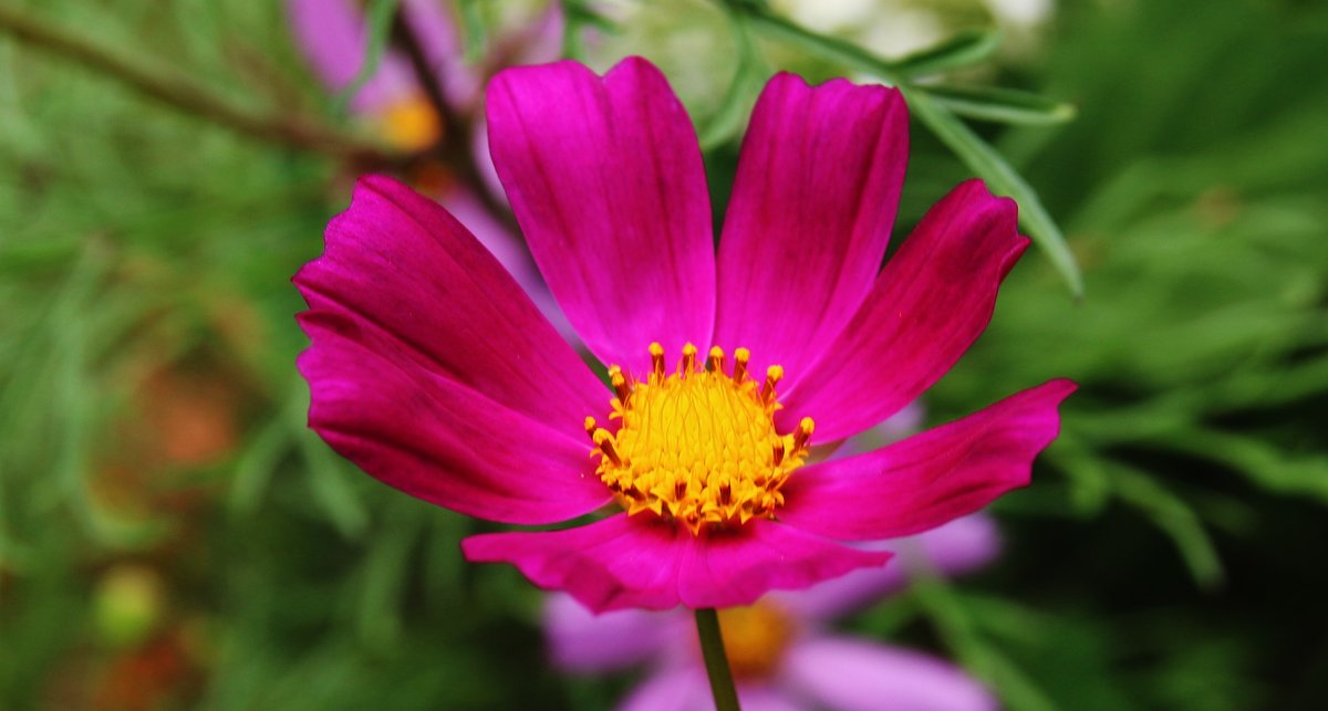 Самый летний цветок - Damir Si