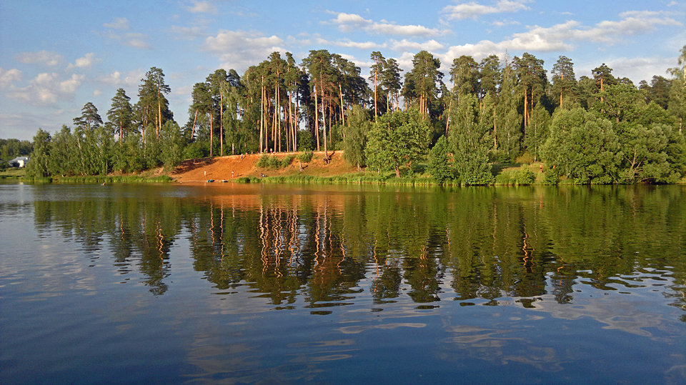 сосны - Александр Корнелюк