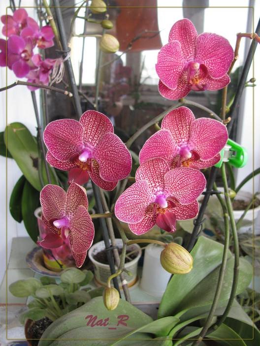 Moi Orchidei - maxim 