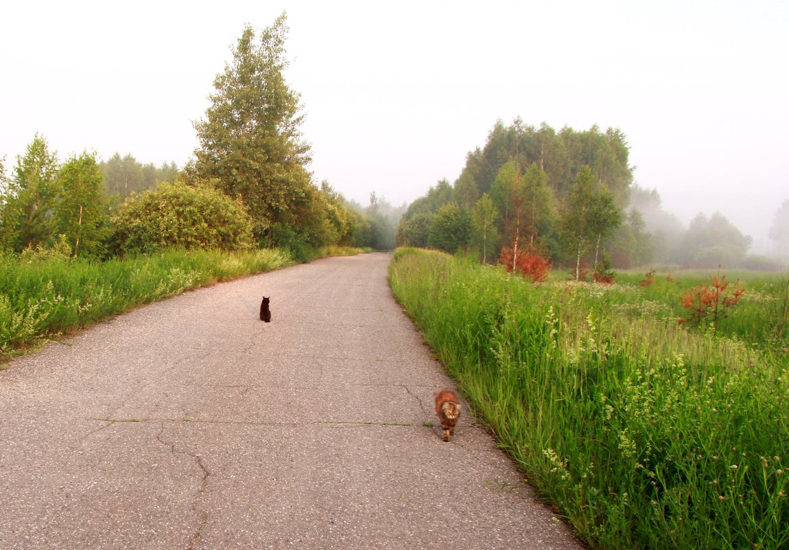 Утренняя прогулка с кошками - Наталья Серегина