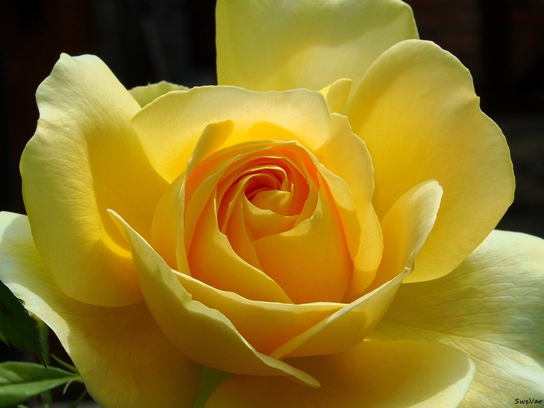 Роза жёлтая - wea *