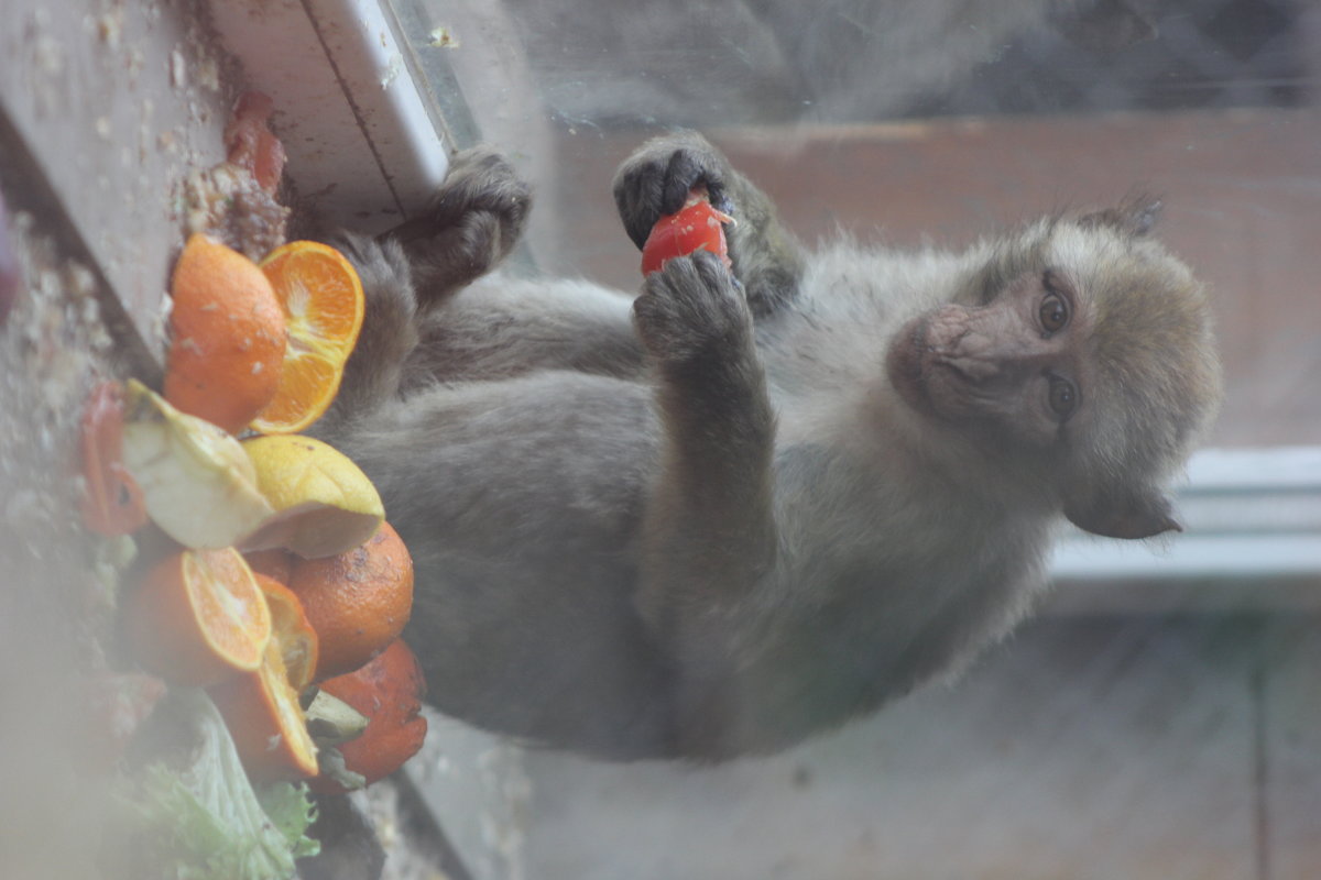 Мавпа з фруктами за шклом - Halyna Hnativ