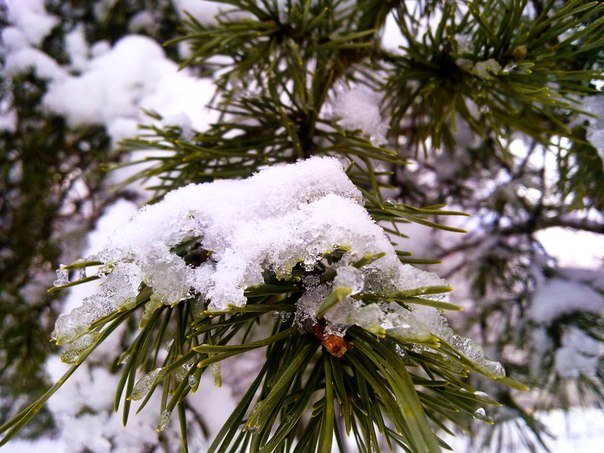 Снег на сосновом дереве) - Nastja Evstigneeva