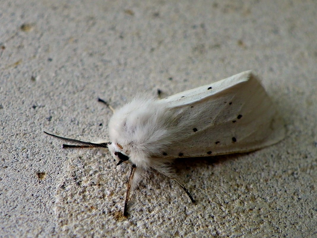 White butterfly - Алексей Сухоставский