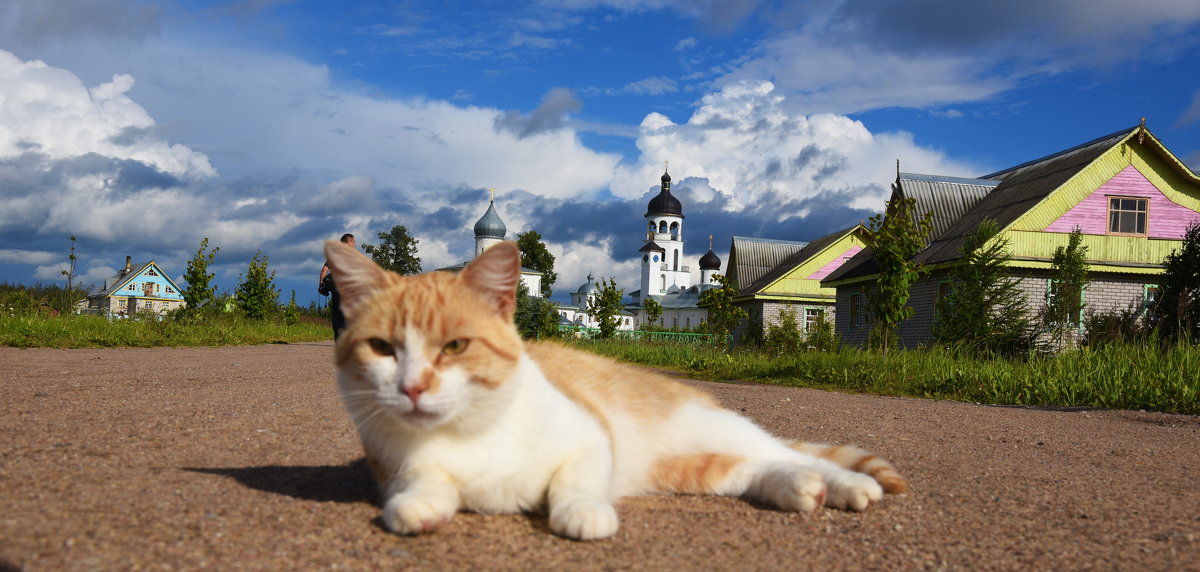 монастырский котяра - Владимир Бурдин