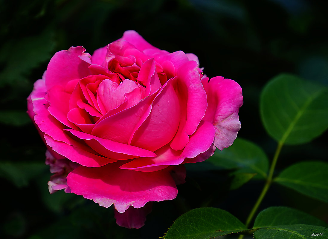 Роза - mila 