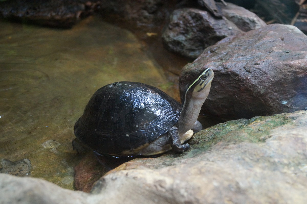 Европейская болотная черепаха - Natalia Harries