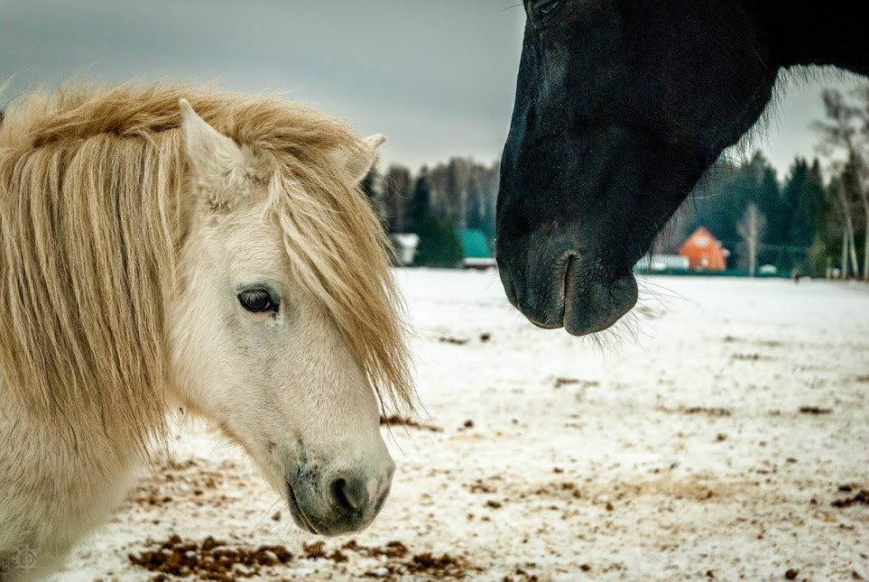 Пони и кони - Шелли МакЛир