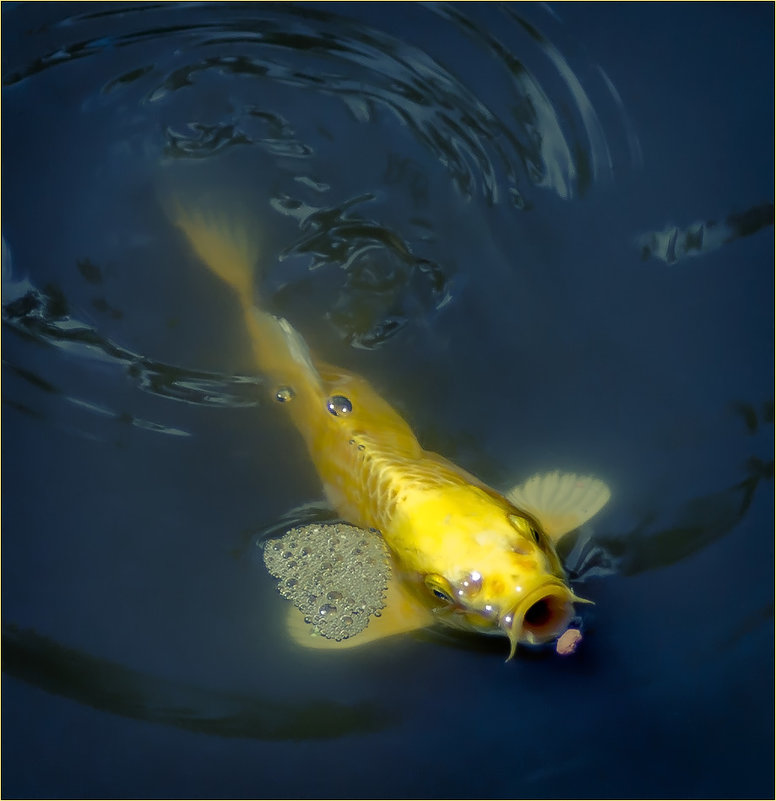 Золотая рыбка - Игорь Сорокин